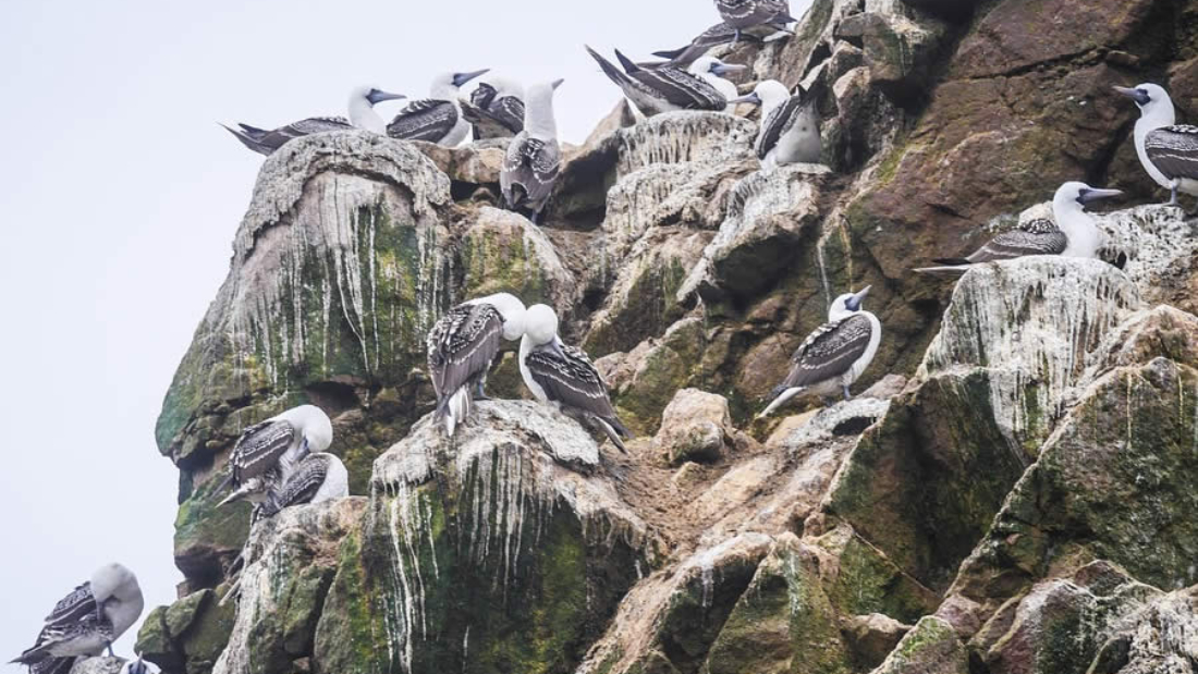 beleggen in guano