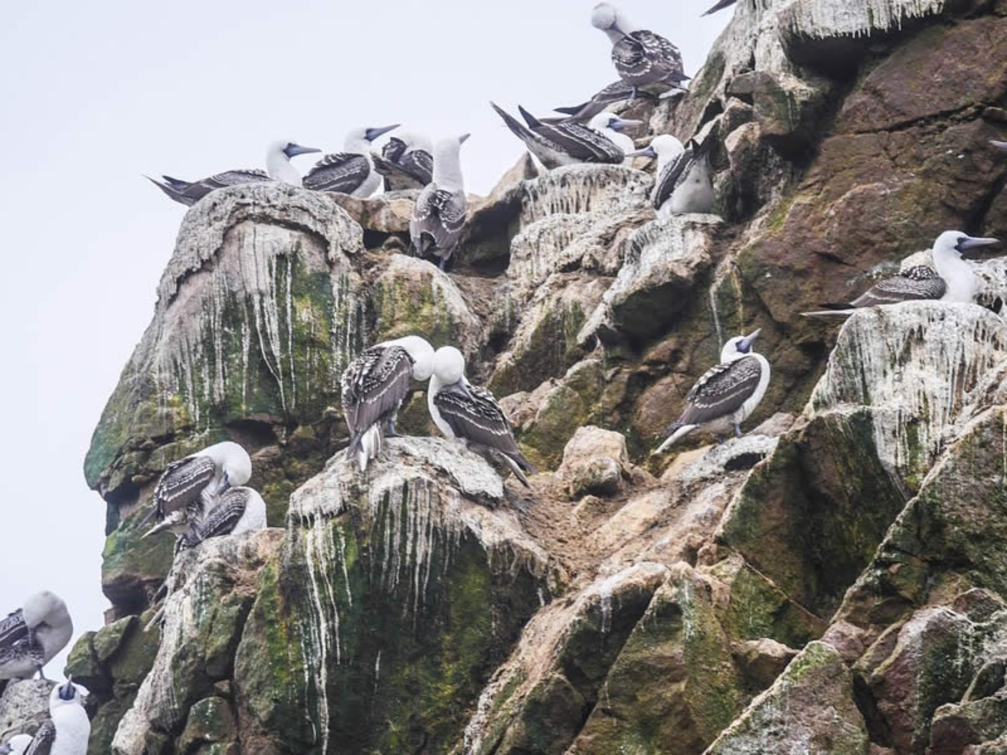 beleggen in guano